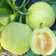 Dayu Japanese sweet melon seed seedlings seedlings melon seeds white skin honey sweet authentic old variety Japanese sweet seed 100 capsules 2 bags