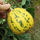 Balixiang fragrant melon seeds, a complete collection of seeds from the south and the north, special sweet melons, early maturing, high yield and sweet all year round. Balixiang seeds/pack, about 100 pieces, 3 packs