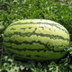 Beishu 8424 Watermelon Seeds Early-maturing Special Melon Fruit Lazy God No. 1 Lazy Man Watermelon Seeds 100g/barrel