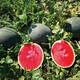Yuhenong Black-skinned Seedless Watermelon Seeds Suitable for Southern Super Sweet Yuyi Sweet Seedless Watermelon Seeds 50g/barrel