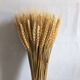 Sumao natural air-dried barley ears dried flower bouquet opening gift decoration farmhouse photography props flower arrangement real wheat ears original color wheat ears 100 pieces dried flower bag