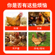 Lianyang Craftsman hen nesting wake-up quick-acting wake-up spirit prevents hens from hatching and nesting nest spirit Muscovy duck nest wake-up feed additives wake-up spirit 100 tablets/bottle