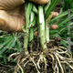 Guizhou native specialty, authentic stone leek, large broad-leaf leek, Guanyin, giant leek, wild broad-leaf potted leek root, 15 medium seedlings, dug with mud, no pots, guaranteed to arrive fresh