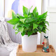 Green Intentional Pothos Potted Plants Formaldehyde Removal Indoor Flower Plants Pothos Wholesale Office New House Decoration Purifies the Air 180 White Roman Column Pothos 4 Pots + 1 Pot + 10 Fertilizer Delivered with Pots and Soil