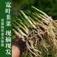 Guizhou native specialty, authentic stone leek, large broad-leaf leek, Guanyin, giant leek, wild broad-leaf potted leek root, 15 medium seedlings, dug with mud, no pots, guaranteed to arrive fresh