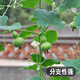 Fengming Yashi miniature gourd seeds Wenwan gourd seeds balcony courtyard four-season planting hand-twisted small gourd seeds 10 capsules