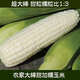 New species in stock Wannuo 188 sweet waxy corn seeds high-yield big sticks for sowing in all seasons. New species Wannuo 188 original 4 Jin Jin equal to 0.5 kg, about 5000 grains
