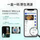 Guokuntang [Wild Tracable] Cordyceps Sinensis Высокоэтажная тибетская тибета Nagqu Выбранная подарочная коробка дикого Cordyceps 20G Подарочная коробка национального стиля Упаковка средней большой травы 4 корни/грамм