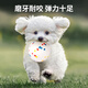 HELLOJOY dog toy bouncy ball solid bite-resistant dog training artifact large, medium and small teddy unbreakable puppy toy 6.5cm