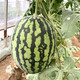Zhongke Maohua melon and fruit seeds Jinmei 4K watermelon seeds with flower skin, red flesh, oval skin, thin toughness, resistant to storage and transportation, easy to make fruit Jinmei 4K-400 capsules