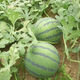 Watermelon seedlings 8424 grafted seedlings with soil seedlings seedless Midu Kirin early maturing seedlings greenhouse potted plants wholesale red heart seedless watermelon seedlings affordable large quantity buy 10+10 total 20 trees