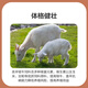 Zhengda Huadong Zhengda calf and lamb open feed has good palatability, large feed intake, large skeleton and no diarrhea pellet feed