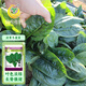 Fengming Yashi cold-resistant round-leaf spinach seeds four-season vegetable seed spinach winter-resistant spinach seeds 1000 capsules
