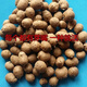 Authentic Iron Bar Yam Bean Seed Farmer Huaiyam Seedlings Yam Mouth Germinated Yam Bean Nursery Potted Plant Germination Grain (100) Authentic Iron Bar Yam Bean