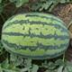 Zhongke Maohua Hybrid Watermelon Seeds Little Seed Giant Dragon Lazy Man Cultivated Watermelon Seeds Fruit and Vegetable Seeds Large Fruit Big Red Flesh No Pruning No Crossing Flower Skin Red Flesh Little Seed Giant Dragon 100g/box