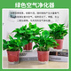 Shuangmeng potted green radish formaldehyde removal flowers and green plants office new house air purification 110 styles 10 pots straight from the source
