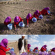 Jiujiuheren Saffron Authentic Tea-making Non-Iranian Saffron 1g3g 3g 6 months quantity (