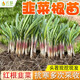 Shouguang Red Root Leek Root Seedlings Purple Root Leek Root Seeds Potted Potted Balcony Autumn Season Small Leaf Vegetable Seeds Red Leek Root 4Jin Jin is equal to 0.5kg (free 4 packs of 50g organic fertilizer)