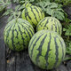 Beishu rock sugar unicorn watermelon seeds seedlings super sweet and crisp four-season fruit seeds rock sugar unicorn watermelon seeds about 50 pieces