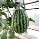 Zhongke Maohua melon and fruit seeds Jinmei 4K watermelon seeds with flower skin, red flesh, oval skin, thin toughness, resistant to storage and transportation, easy to make fruit Jinmei 4K-400 capsules