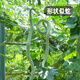 Fengming Yashi snake bean seeds are sown in all seasons, ornamental seeds, wild vegetables, potted vegetables, snake melon seeds, 20 seeds