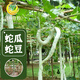 Fengming Yashi snake bean seeds are sown in all seasons, ornamental seeds, wild vegetables, potted vegetables, snake melon seeds, 20 seeds