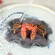 Zun Pot Tea Pet Ornaments Purple Clay Color-Changing Crabs from All Directions Can Bring Good Luck Color-Changing Crabs Lotus Leaf Green