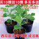 Watermelon seedlings 8424 grafted seedlings with soil seedlings seedless Midu Kirin early maturing seedlings greenhouse potted plants wholesale red heart seedless watermelon seedlings affordable large quantity buy 10+10 total 20 trees