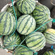Beishu 8424 watermelon seeds seedlings Kirin sweet crisp fruit seeds 8424 watermelon seeds about 30 pieces