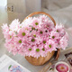 Yue Colorful Daisies Flower Express Yunnan Base Straight Ping Pong Chrysanthemum Flower Materials Office Household Water-raised Fresh Cut Flowers Pink Tristripe Daisies 8-10 Branches