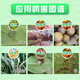 Double Gideon Lime Sulfur Mixture Fruit Tree Rot Disease Spider Mite Scale Insect Powdery Mildew Tubai Qingyuan Bactericidal Acaricide 400g