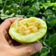 Shouhe Tianbao Melon Seeds, Rock Candy Small Melon, Southern Fruit with Thin Skin and Early Maturity, RBen Tianbao Melon Seeds, 50 capsules/crunchy and sweet