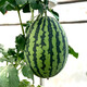 Zhongke Maohua melon and fruit seeds Jinmei 4K watermelon seeds with flower skin, red flesh, oval skin, thin toughness, resistant to storage and transportation, easy to make fruit Jinmei 4K-400 capsules