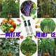 Qinkai Cucumber, Bitter Melon, Luffa, Hanging Melon, Bean, Passion Fruit and Yam Net, Plant Climbing Net, Climbing Planting Agricultural Net, 8*100 meters, 12 holes, 30 passion fruit