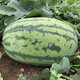 Zhongke Maohua Hybrid Watermelon Seeds Little Seed Giant Dragon Lazy Man Cultivated Watermelon Seeds Fruit and Vegetable Seeds Large Fruit Big Red Flesh No Pruning No Crossing Flower Skin Red Flesh Little Seed Giant Dragon 100g/box