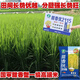 New species of Tianxiangyou 2115 Zhuangxiangyou 1205 hybrid high-yielding rice seeds, strong-flavor first-grade rice, long-grain fragrant rice, single-agent package, insecticide + bactericide + bird repellent *1 set