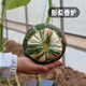 Fengming Yashi Picking Garden Incense Melon Seeds Four Seasons Sowing Ornamental Toys Small Pumpkin Seeds Incense Melon Seeds 10 capsules