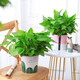 Green Intentional Pothos Potted Plants Formaldehyde Removal Indoor Flower Plants Pothos Wholesale Office New House Decoration Purifies the Air 180 White Roman Column Pothos 4 Pots + 1 Pot + 10 Fertilizer Delivered with Pots and Soil
