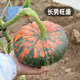 Fengming Yashi Picking Garden Incense Melon Seeds Four Seasons Sowing Ornamental Toys Small Pumpkin Seeds Incense Melon Seeds 10 capsules