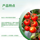 Syngenta Haodisch 75% chlorothalonil vegetable and flower early blight leaf spot downy mildew pesticide fungicide 1KG*1 bag