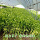 Four seasons yellow celery seedlings with soil seedlings with roots small parsley seeds celery balcony garden vegetable seeds yellow celery/seedlings 30