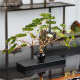 Mr. Nanchu's enamel welcoming pine ornaments handicrafts new Chinese style living room study office ornaments housewarming opening gift large enamel welcoming pine approximately 49*10*31cm long