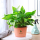 Green Intentional Pothos Potted Plants Formaldehyde Removal Indoor Flower Plants Pothos Wholesale Office New House Decoration Purifies the Air 180 White Roman Column Pothos 4 Pots + 1 Pot + 10 Fertilizer Delivered with Pots and Soil