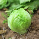 Sweet and crispy lettuce lettuce, hamburger lettuce seeds, crispy and refreshing, raw lettuce seeds, potted four-season farm vegetables, original crispy and tender lettuce, 1 pack/1555 grains of Song fertilizer