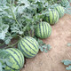 Zhongke Maohua Vegetable and Fruit Seeds Rock Sugar Kirin Watermelon Seeds Early Mature Xinjiang 8424 Super Sweet Pink Flesh Melts in the Mouth Rock Sugar Kirin 5g/bag (about 90 pieces) Small area