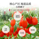 陈一凡红枸杞子 头茬特级枸杞220g 新货宁夏中宁免洗枸杞茶构苟杞养生茶