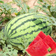 Dayu Lazy Man Watermelon Seed Seedlings Extra Large Suitable for Early Maturing Lazy People in the South 8424 Kirin Melon Meidu Seedless Fruits and Vegetables Lazy Man King Watermelon Seeds 30 capsules 8-10kg