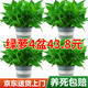 Shuangmeng green radish potted formaldehyde-removing flowers and green plants office new house air purification 180 gallons 4 pots straight from the source