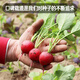 Fengming Yashi cherry radish seeds four seasons vegetable seeds balcony potted field planting aftertaste cherry radish seeds 10g