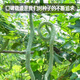 Fengming Yashi snake bean seeds are sown in all seasons, ornamental seeds, wild vegetables, potted vegetables, snake melon seeds, 20 seeds